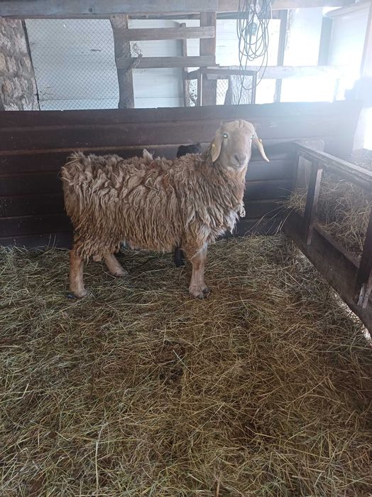 Продам ярку упитанная и кошкар