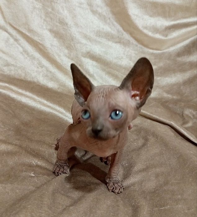 Сфинкс канадский  2 месяца