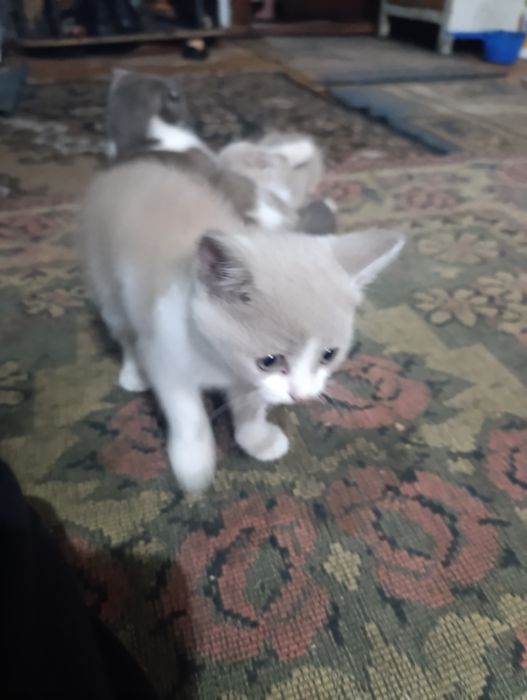 Отдам котят в добрые руки!!