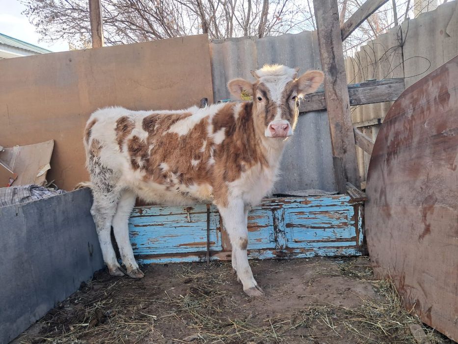 Сементал тана бир жасар