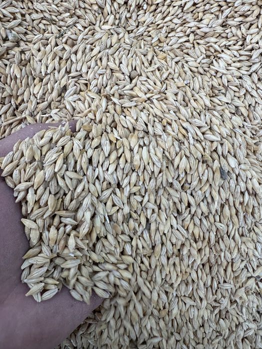 Продам семеной ячмень семена экспарсета