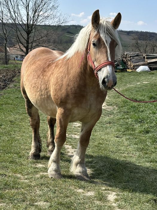 Vand manza de 3 ani gestanta
