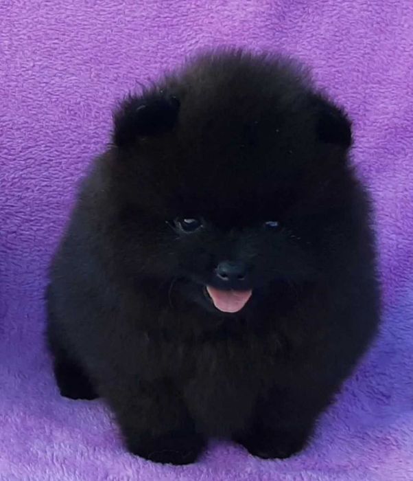 Померан мини baby face черно само свободно