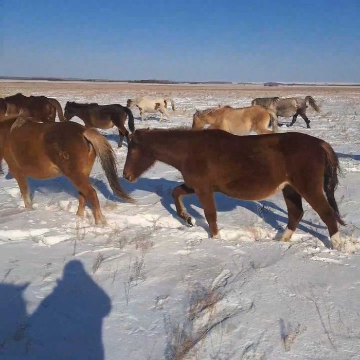 Кобыла жеребая, находится около г Кокшетау!