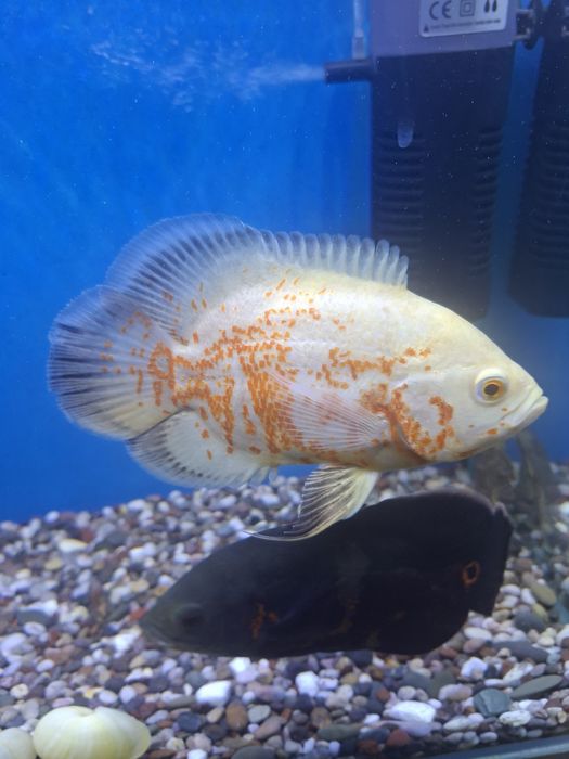 Рыба астронотусы пара