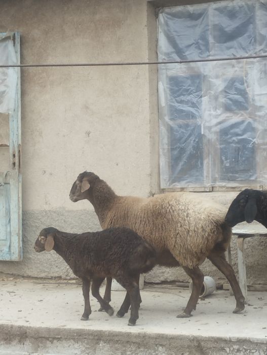 Arashan sovliq 2 chi bolasi quchqor srochna sotaman