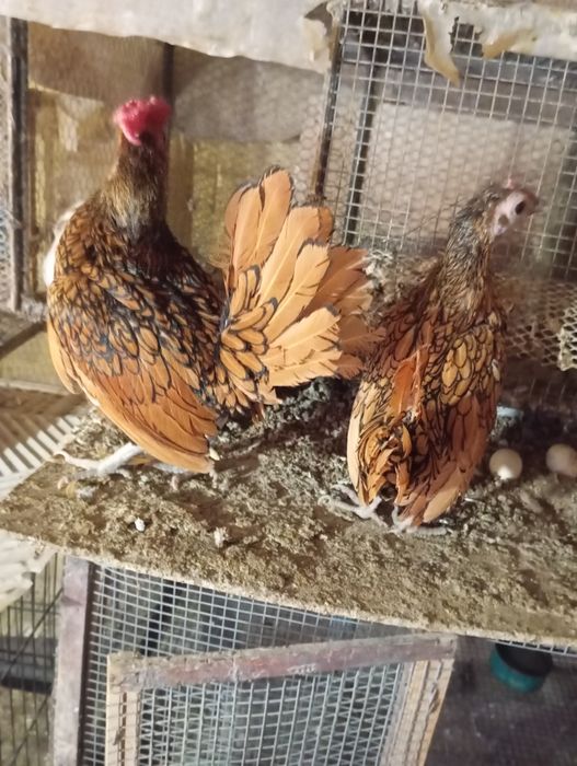 Продавам малки паунчета и кокошета