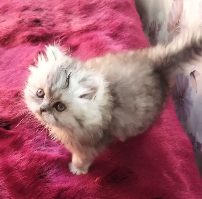 Шотландский котёнок