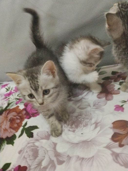 Отдам бесплатно котят