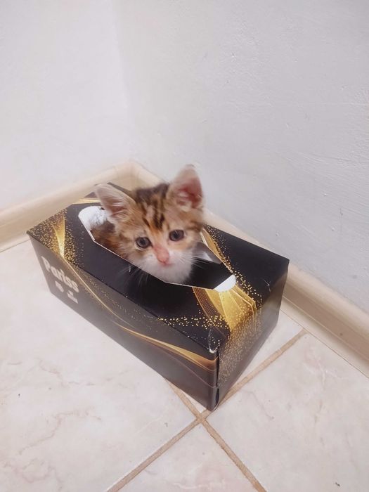 Pisica spre adopție