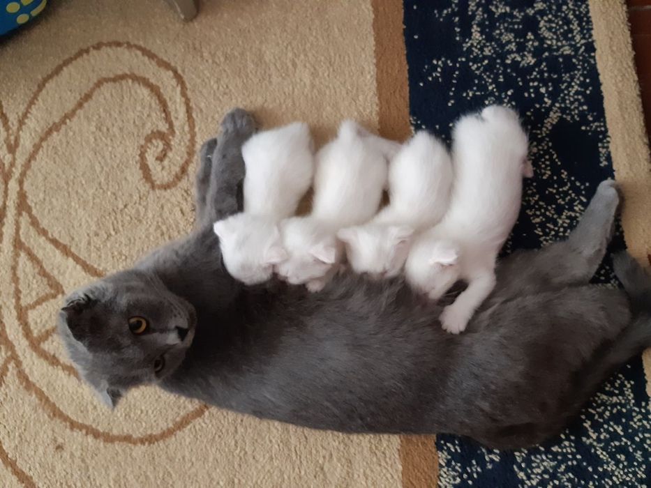 Шатланская парода