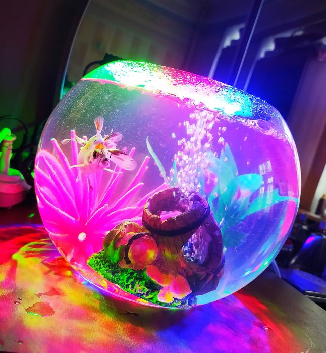 Круглый аквариум комплект с рыбкой