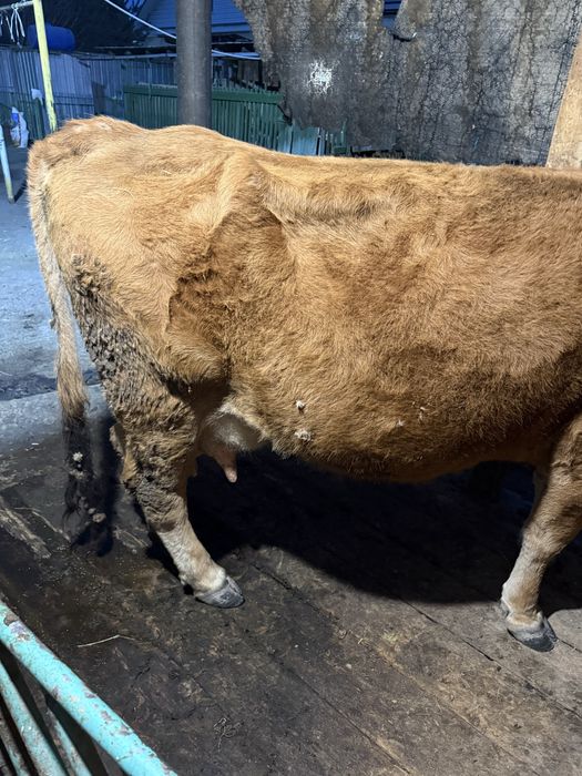 Дойная корова с теленком