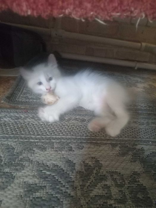 Отдам котят в добрые надежные руки