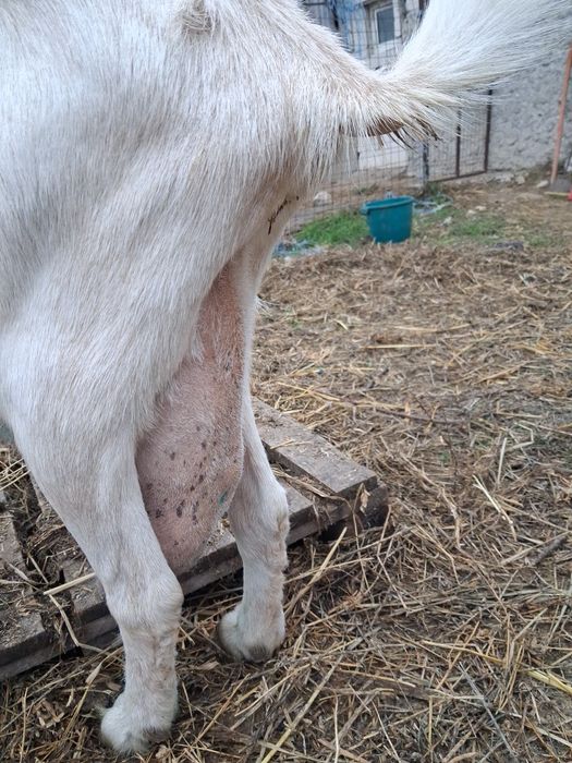 Vand pachet capre de rasa