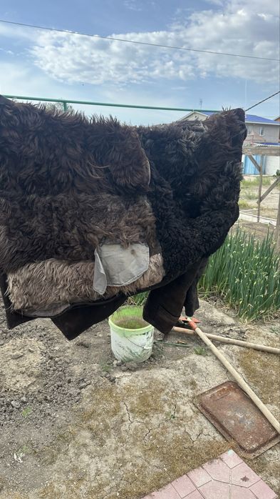 Продаю натуральный пальто (тон)