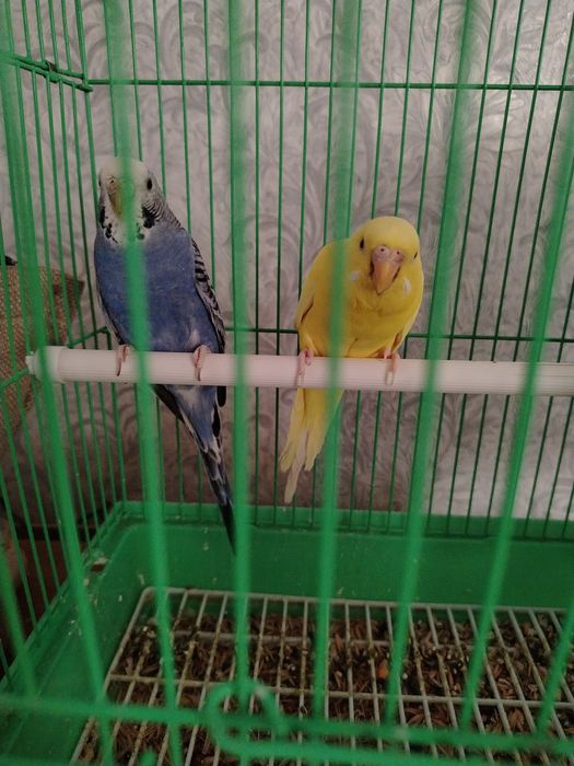 Продам попугаев 2