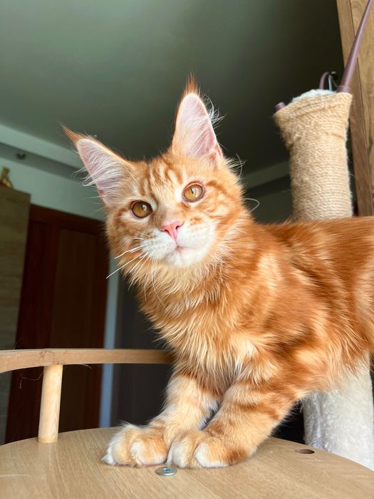 Baietel Maine Coon PEDIGREE Felisa