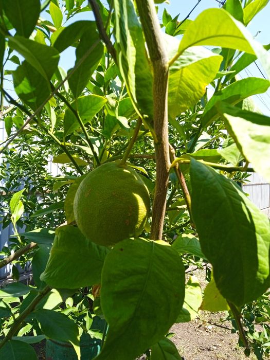 Продам большое плодоносящее дерево лайм