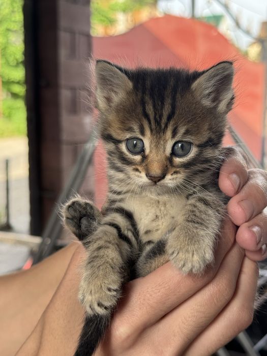 Отдам котят в хорошие руки