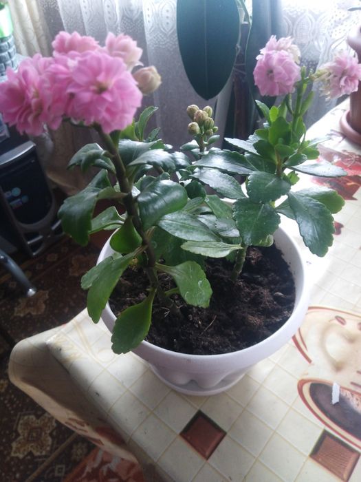 цветы каланхоэ район мичурина