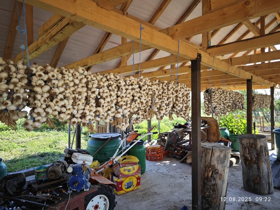 Ceapa și usturoi de toamna