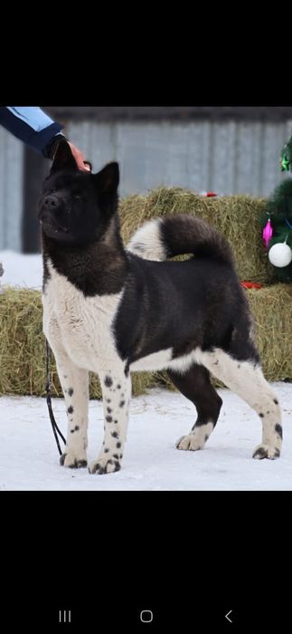 Детки Американская Акита