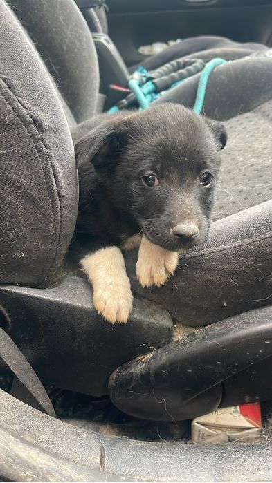 Щенок мальчик 1 месяц