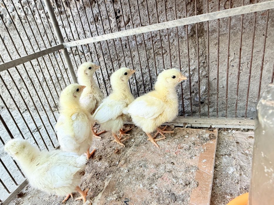 adler tuxumlari bor