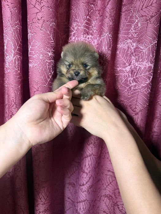 Померанский Шпиц