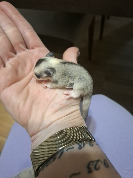 Летящи захарни катерички момче и момиче