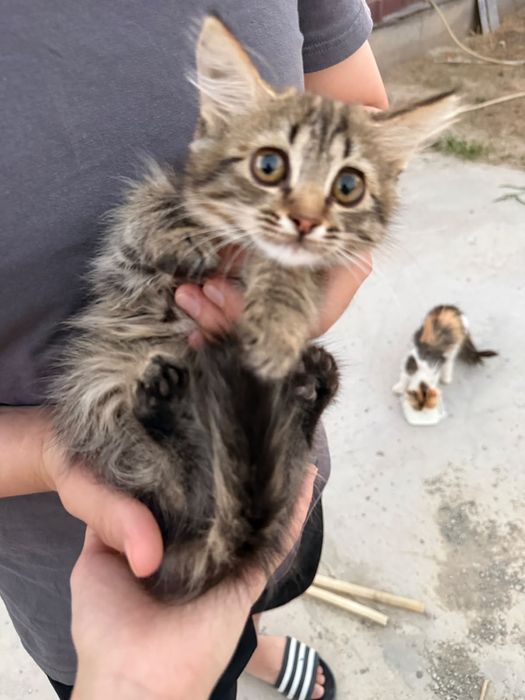Маленький котенок