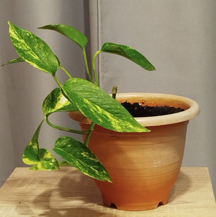 Продам комнатные цветы