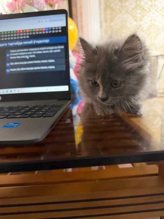 Mushuk bepul  beriladi