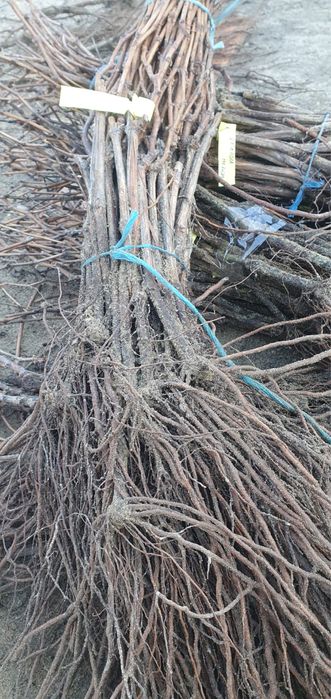 Butasi vita de vie toate soiurile masa vin hibride preturi avantajoase