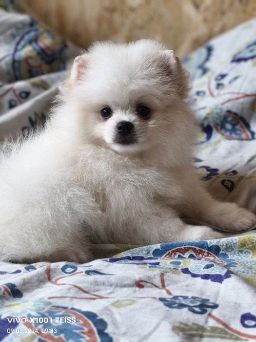 Продам щенков шпица.