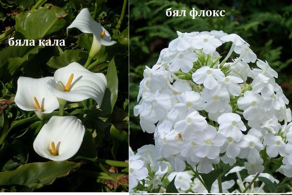 Луковици и грудки на цветя