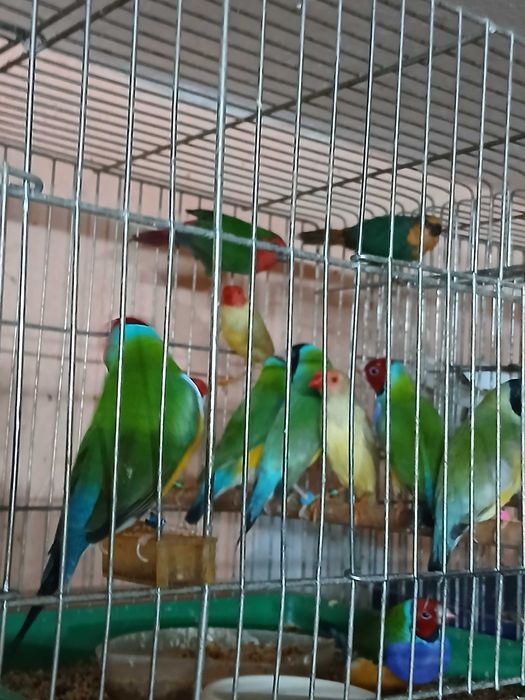Продавам гулдови папагалови и други амадини