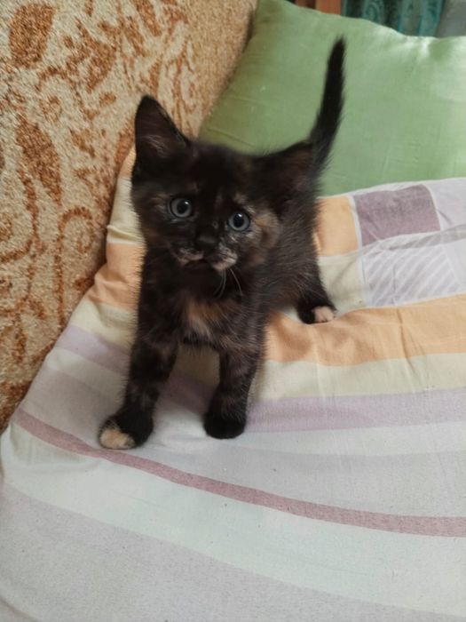 Отдам котёнка в добрые руки