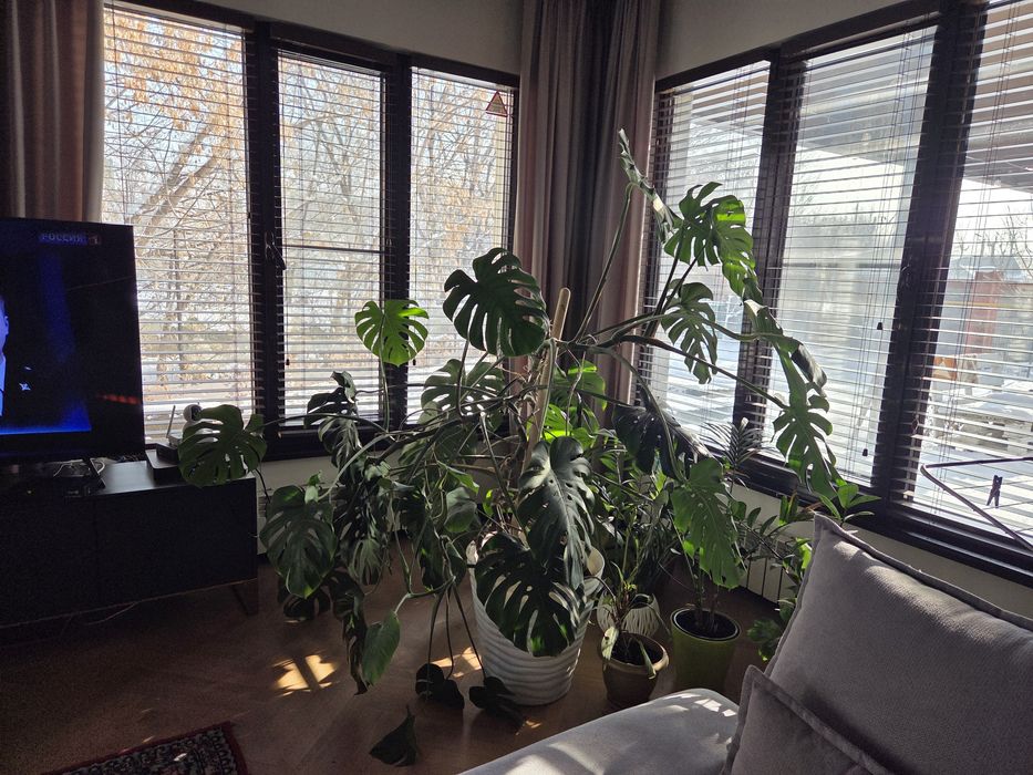 Растение Монстера большое