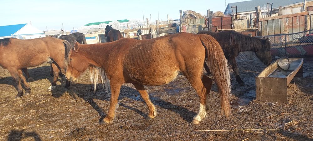 Биелер сатылады а