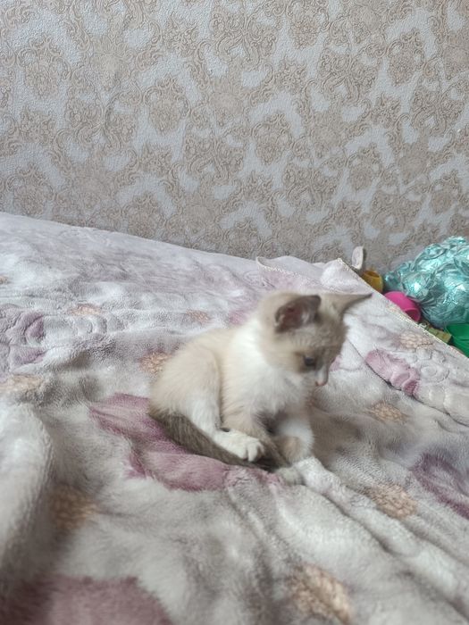 сиамские котятаа