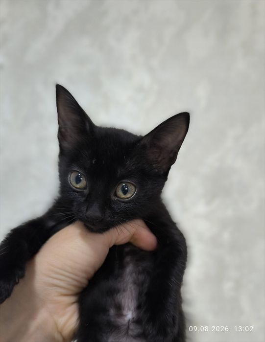 Отдам домашних котят