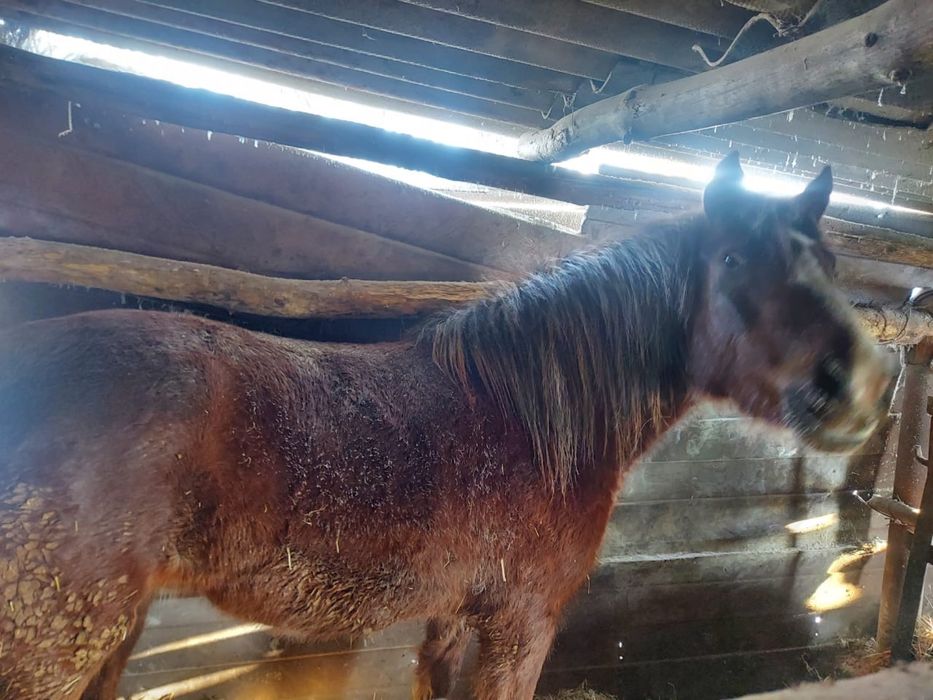 Продам байтала !!!