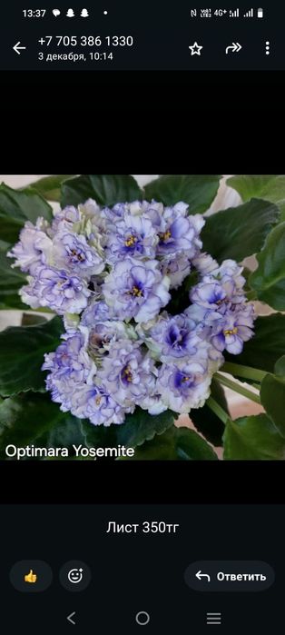 Листочек 500тг сортовые