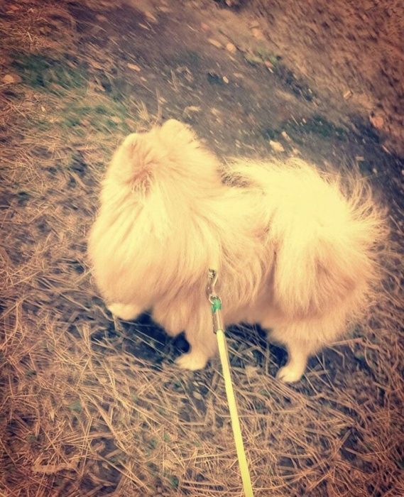 Вязка шпиц под щенка