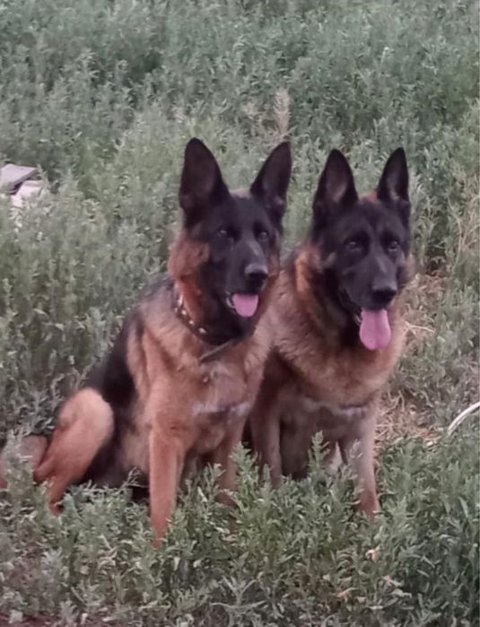 Продам щенки немецкая овчарка
