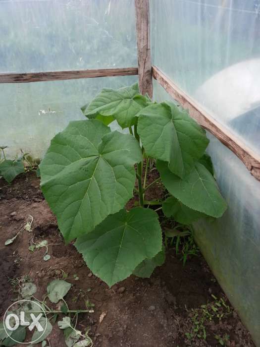 Puieti paulownia tomentosa