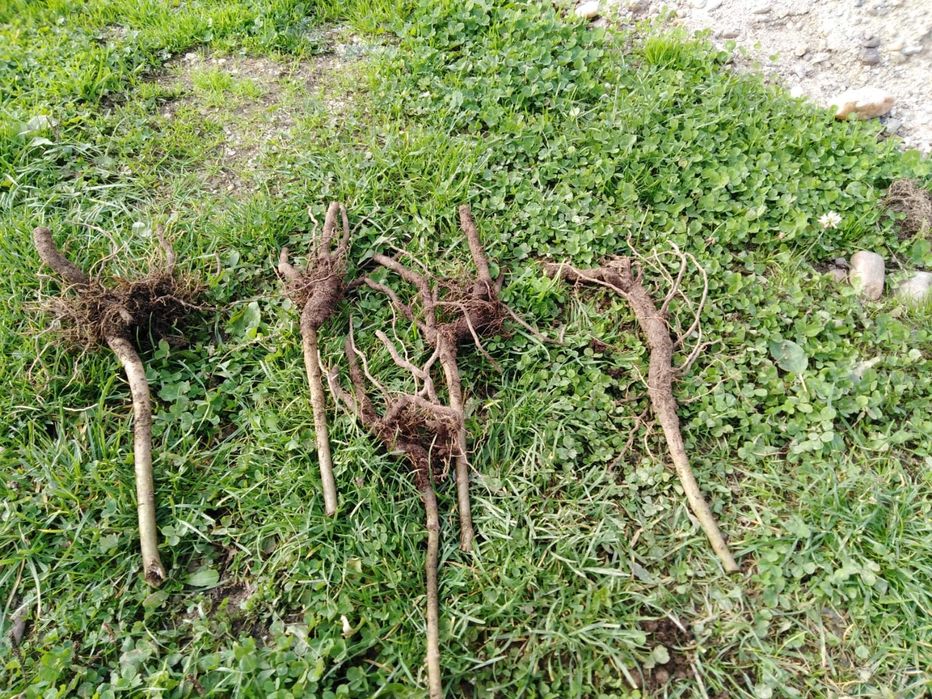 vand paulownia,seminte si rasad pana in august !