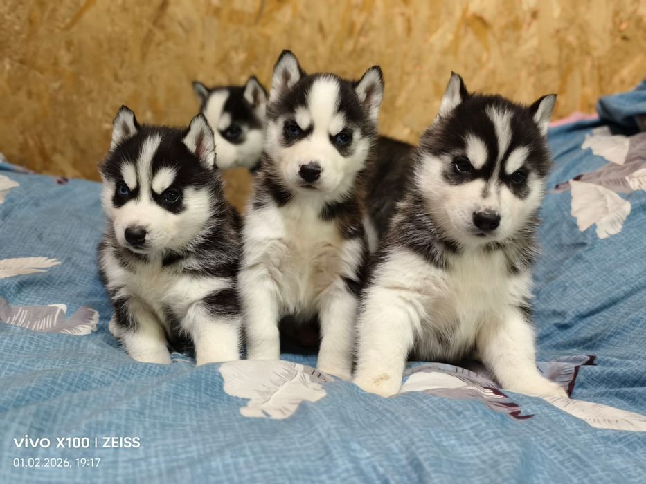 Щенки сибирской хаски.